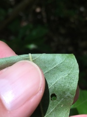 Morella caroliniensis