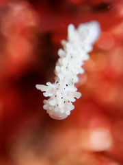 Aegires albopunctatus