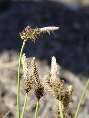 Carex ericetorum