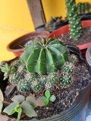 Echinopsis
