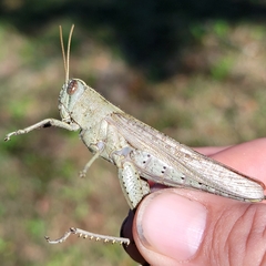Schistocerca rubiginosa