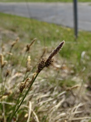 Carex ericetorum