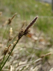 Carex ericetorum