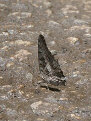Charaxes achaemenes