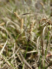 Carex ericetorum