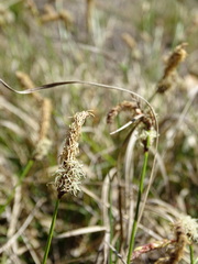 Carex ericetorum