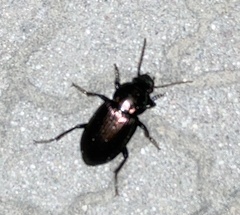 Notiobia