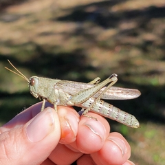Schistocerca rubiginosa