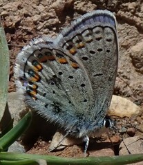 Plebejus