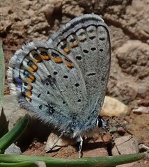 Plebejus