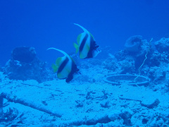 Heniochus intermedius