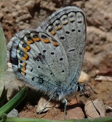 Plebejus