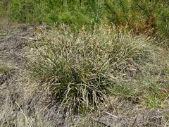 Carex ericetorum