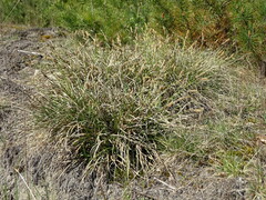 Carex ericetorum
