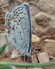 Plebejus