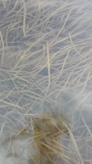 Cymodocea nodosa