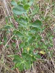 Baccharis glomeruliflora