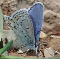 Plebejus