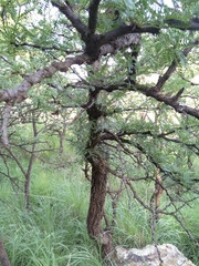 Vachellia robusta