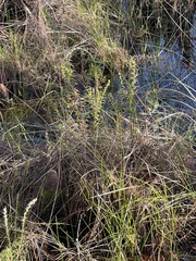 Magnoliopsida