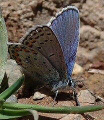 Plebejus