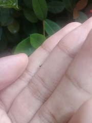 Hyperaspis pseudodonzeli