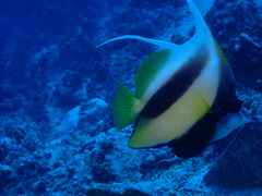 Heniochus intermedius