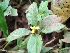 Calyptocarpus vialis image