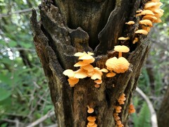 Favolaschia calocera