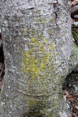 Chrysothricaceae