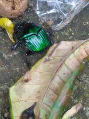 Oxysternon conspicillatum