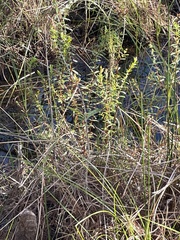 Magnoliopsida
