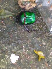 Oxysternon conspicillatum