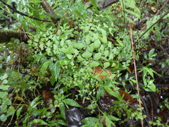 Adiantum aethiopicum