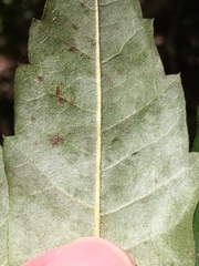 Morella caroliniensis