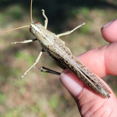 Schistocerca rubiginosa