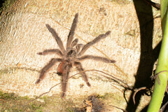 Psalmopoeinae