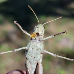 Schistocerca rubiginosa
