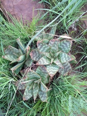 Aloe greatheadii davyana