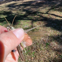 Schistocerca rubiginosa