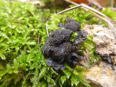 Lathagrium auriforme