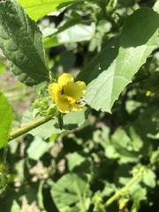 Trigona fulviventris