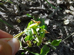 Corydalis intermedia