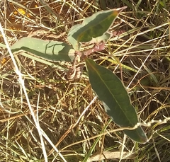Asclepias