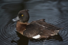 Aythya fuligula