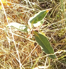 Asclepias