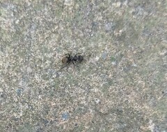 Dolichoderus bispinosus