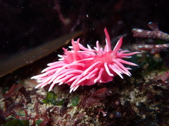 Okenia rosacea