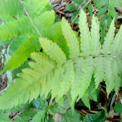Christella parasitica