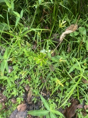 Cyperus alternifolius